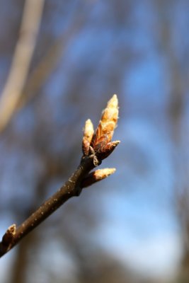 Quercus rubra 'Aurea' - dub červený - jarní pučení